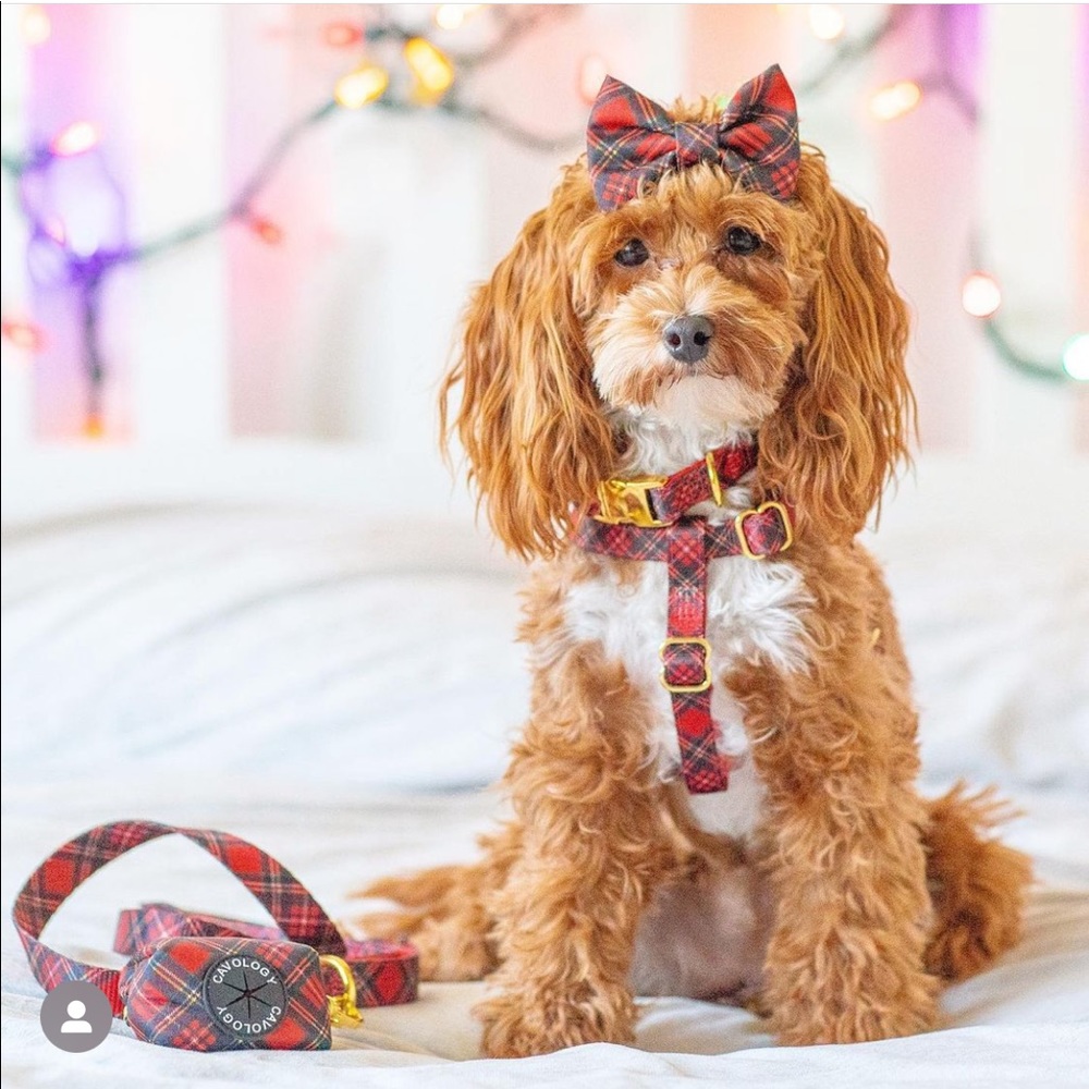 Cavology Dog bundle